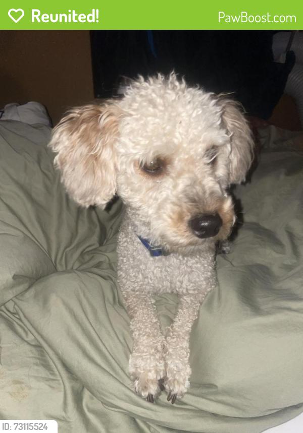 Reunited Male Dog last seen Grant&104th, Northglenn, CO 80233