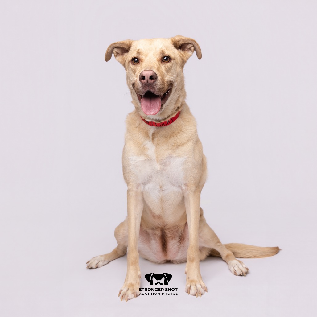Shelter Stray Female Dog last seen , 3607 N Armenia Ave, Tampa, FL 33607, USA