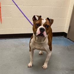 Shelter Stray Male Dog last seen , 2350 Appling City Cove, Memphis, TN 38133, USA