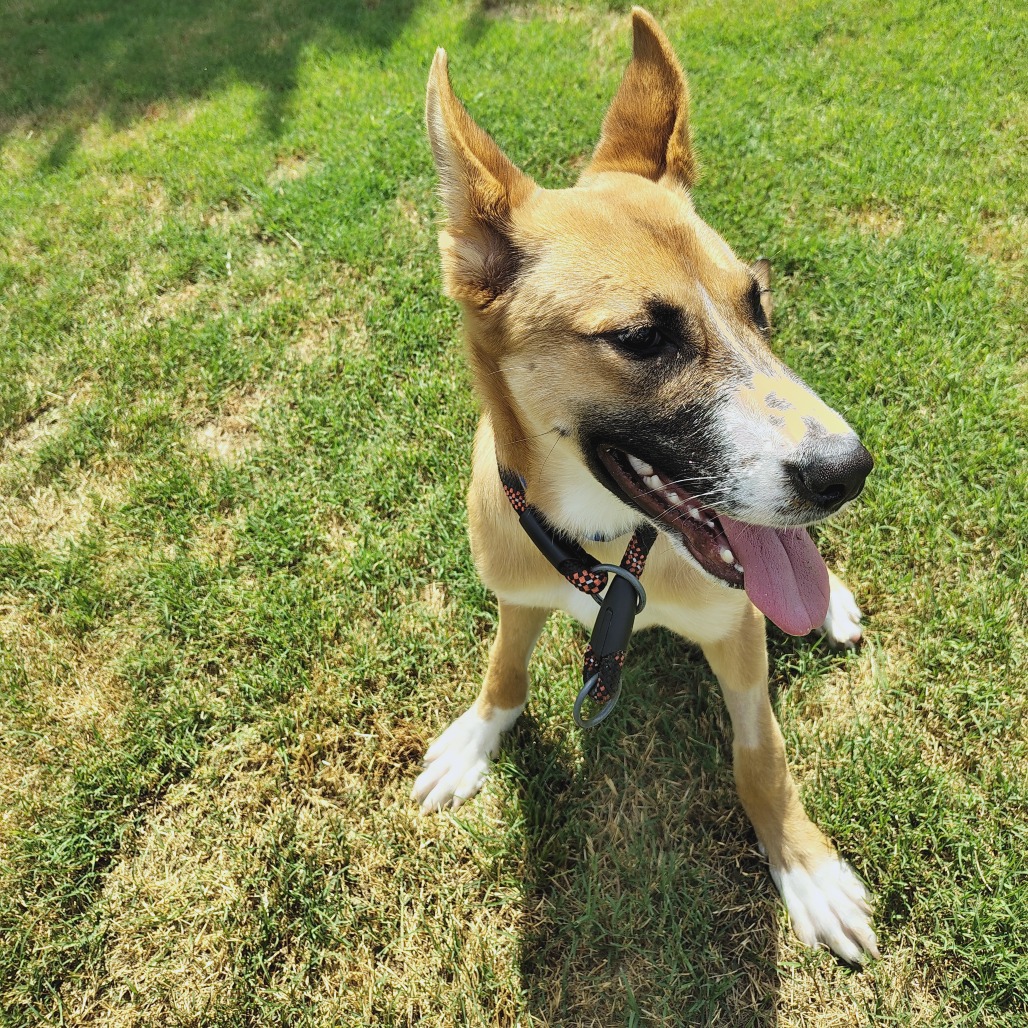 Shelter Stray Female Dog last seen , 2350 Appling City Cove, Memphis, TN 38133, USA