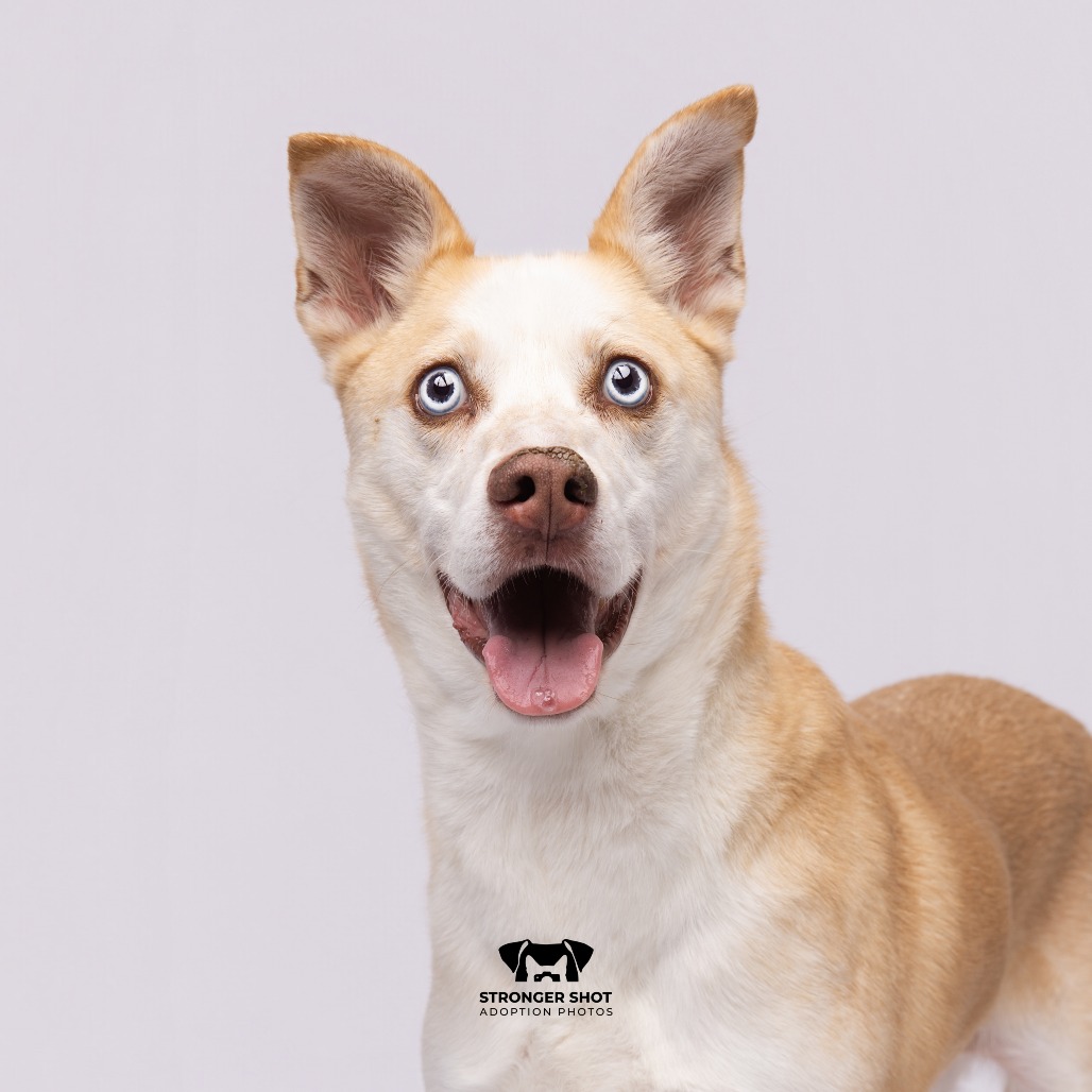 Shelter Stray Male Dog last seen , 3607 N Armenia Ave, Tampa, FL 33607, USA
