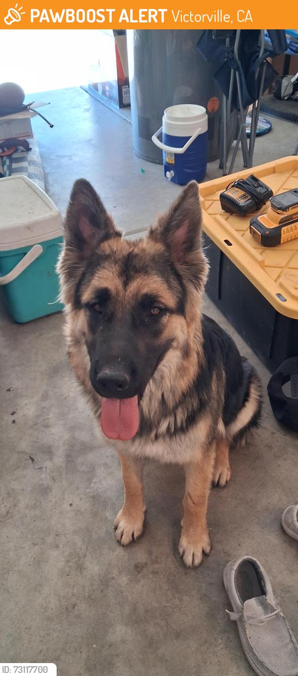 Found/Stray Male Dog last seen Village dr, Victorville, CA 92394