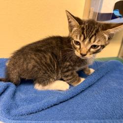 Shelter Stray Male Cat last seen , 361 S Raymond Ave, Pasadena, CA 91105, USA