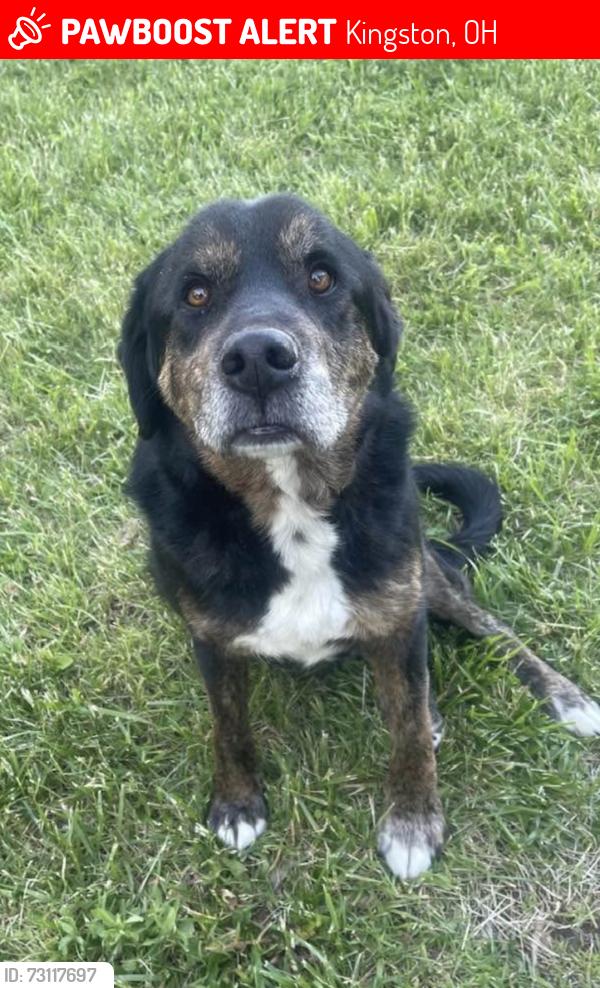 Lost Male Dog last seen US 56. And st rt 159, Kingston, OH 45644