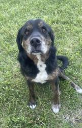 Lost Male Dog last seen US 56. And st rt 159, Kingston, OH 45644