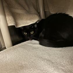Shelter Stray Female Cat last seen , 361 S Raymond Ave, Pasadena, CA 91105, USA