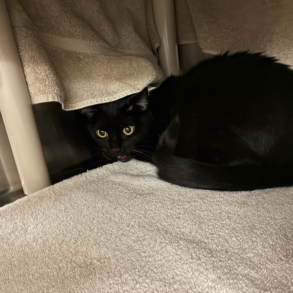 Shelter Stray Female Cat last seen , 361 S Raymond Ave, Pasadena, CA 91105, USA