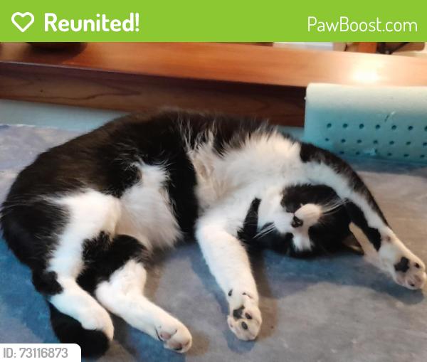Reunited Male Cat last seen Mountain View Avenue and Panoramic Highway, Mill Valley, CA 94941
