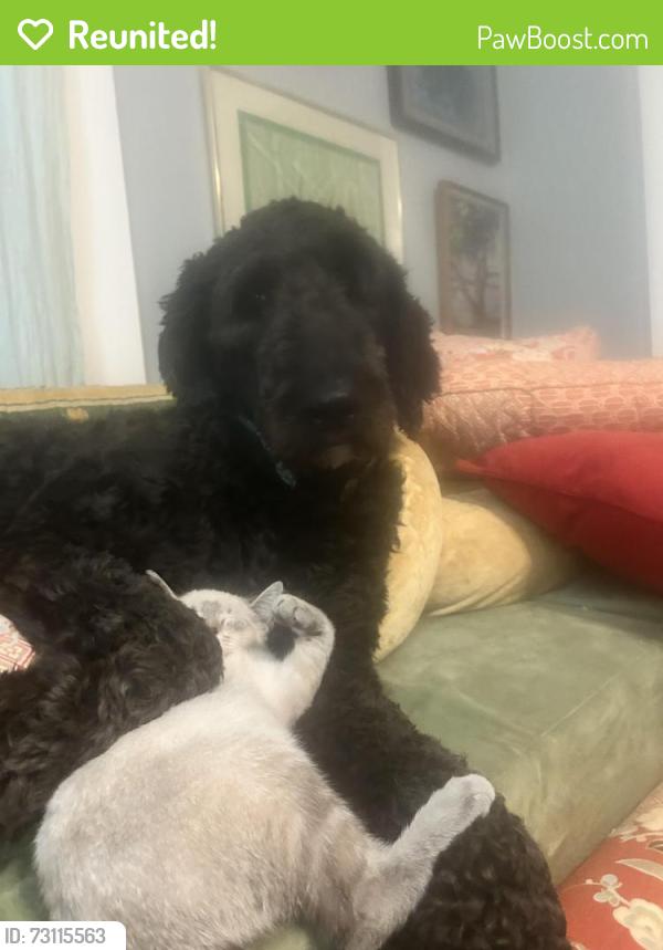 Reunited Male Dog last seen Whitehead Road, Athens, GA 30609