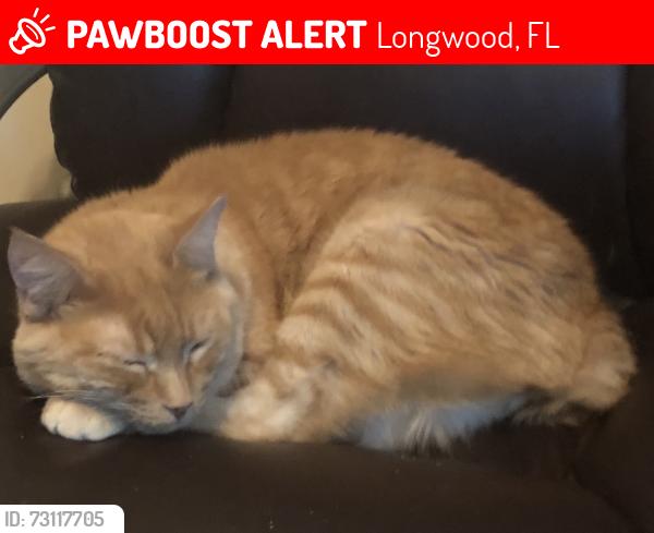 Lost Male Cat last seen Cashew court, Longwood, FL 32750