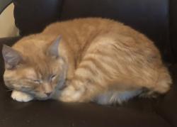 Lost Male Cat last seen Cashew court, Longwood, FL 32750