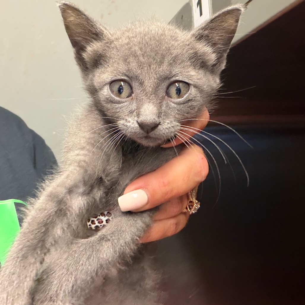 Shelter Stray Female Cat last seen , 141 Canna Ln, Lake Jackson, TX 77566, USA