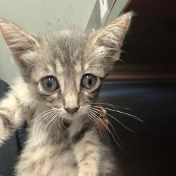 Shelter Stray Female Cat last seen , 141 Canna Ln, Lake Jackson, TX 77566, USA