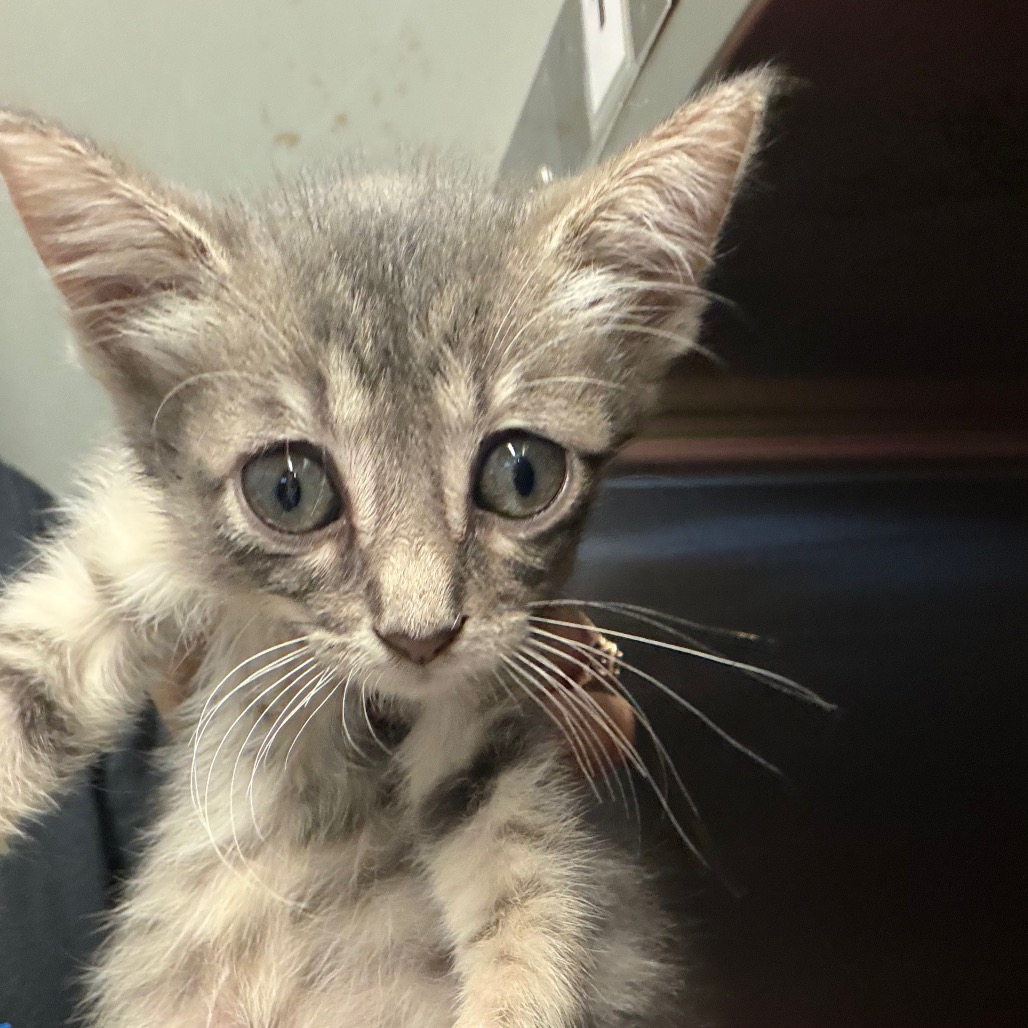 Shelter Stray Female Cat last seen , 141 Canna Ln, Lake Jackson, TX 77566, USA