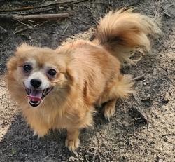 Reunited Male Dog last seen Mathew Rd, Camp Wisdom, Grand Prairie, TX 75052