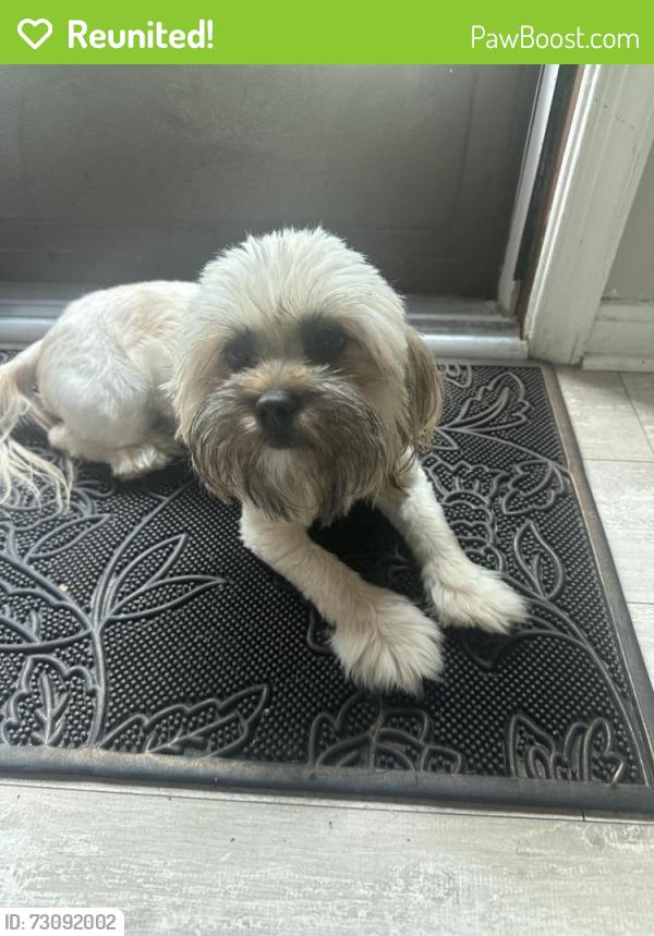 Reunited Female Dog last seen Havre turn and studee, Upper Marlboro, MD 20772