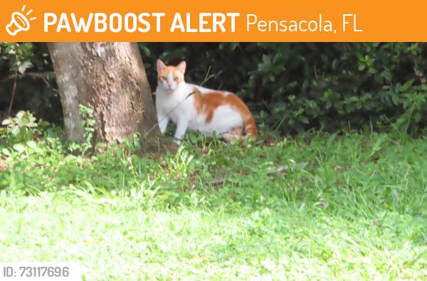 Found/Stray Unknown Cat last seen Greentree Ct/Greentree St, Pensacola, FL 32526