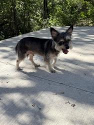 Found/Stray Male Dog last seen 2222/360, Austin, TX 78730