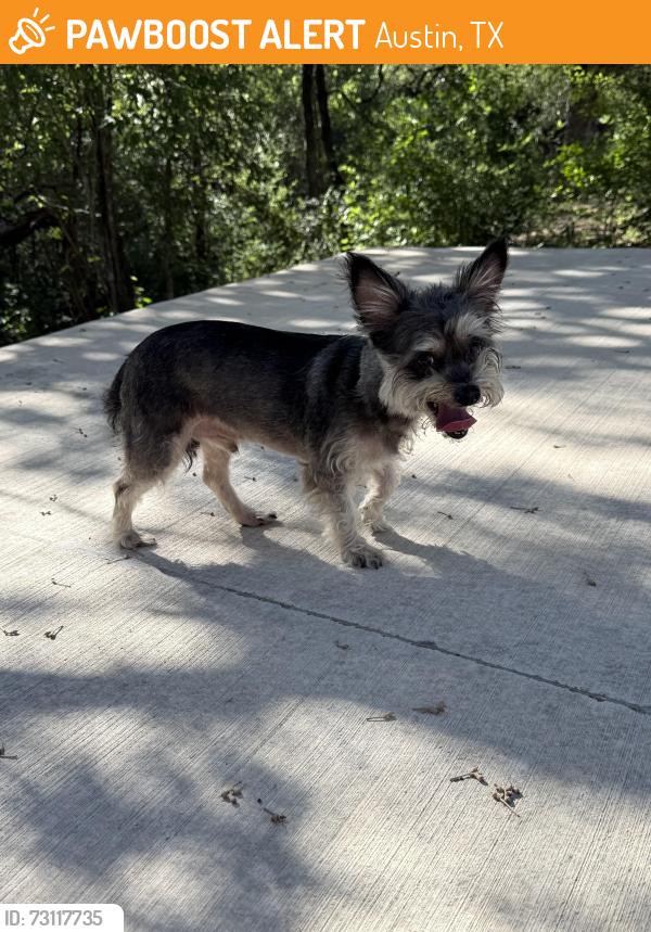 Found/Stray Male Dog last seen 2222/360, Austin, TX 78730