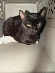 Found/Stray Unknown Cat last seen Savannah Rd and Antlered Way Georgetown, Georgetown, DE 19947