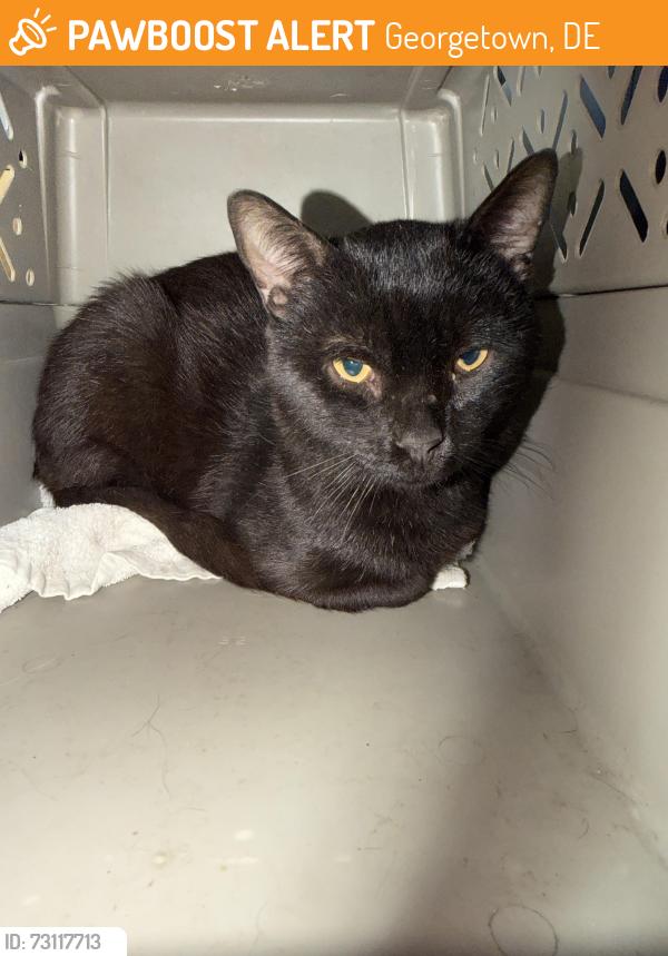 Found/Stray Unknown Cat last seen Savannah Rd and Antlered Way Georgetown, Georgetown, DE 19947