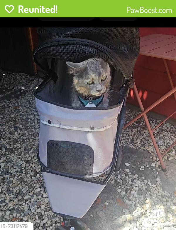 Reunited Female Cat last seen Shiloh Parking Lot, Oakland, CA 94602