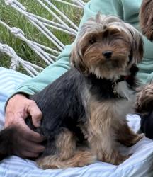 Lost Female Dog last seen Sgoda Road, Macon, GA 31217