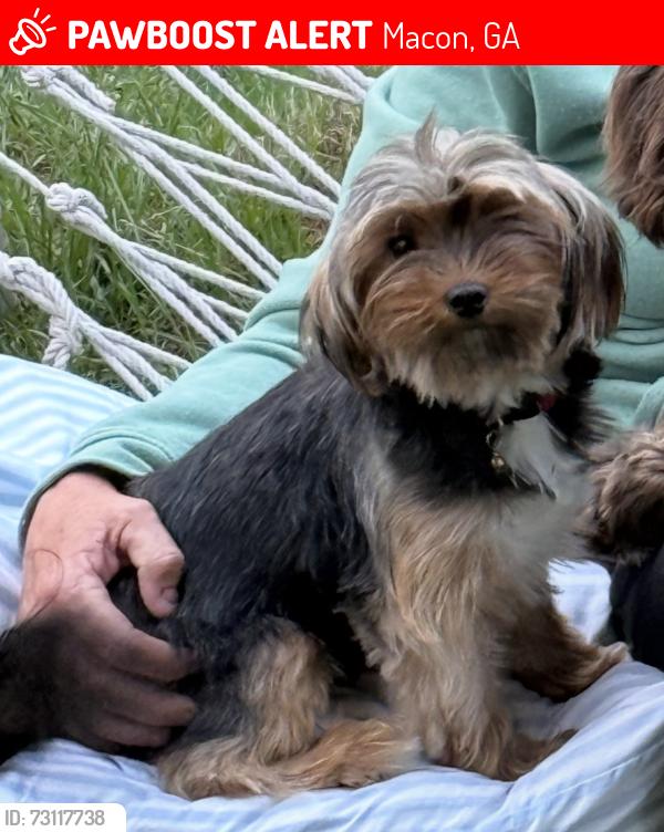 Lost Female Dog last seen Sgoda Road, Macon, GA 31217