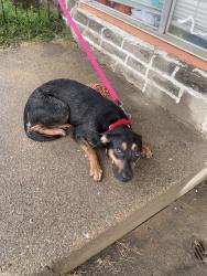 Found/Stray Male Dog last seen Lansing & Torresdale, Philadelphia, PA 19136