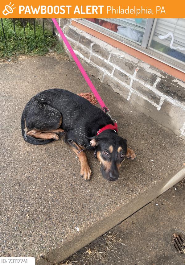 Found/Stray Male Dog last seen Lansing & Torresdale, Philadelphia, PA 19136