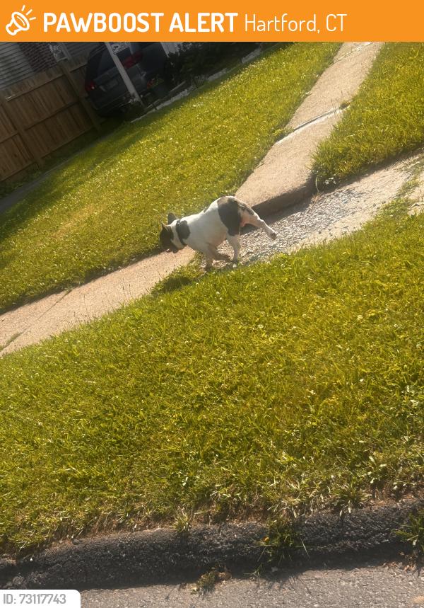 Found/Stray Male Dog last seen SayBrooke street, Hartford, CT 06106