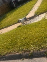 Found/Stray Male Dog last seen SayBrooke street, Hartford, CT 06106