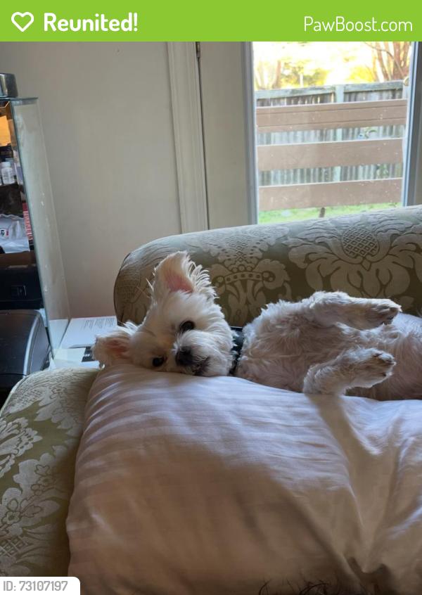 Reunited Male Dog last seen Marina Shores apmts, Virginia Beach, VA 23454