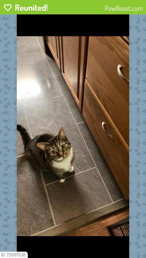 Reunited Female Cat last seen Drake Road, Kalamazoo, MI 49009