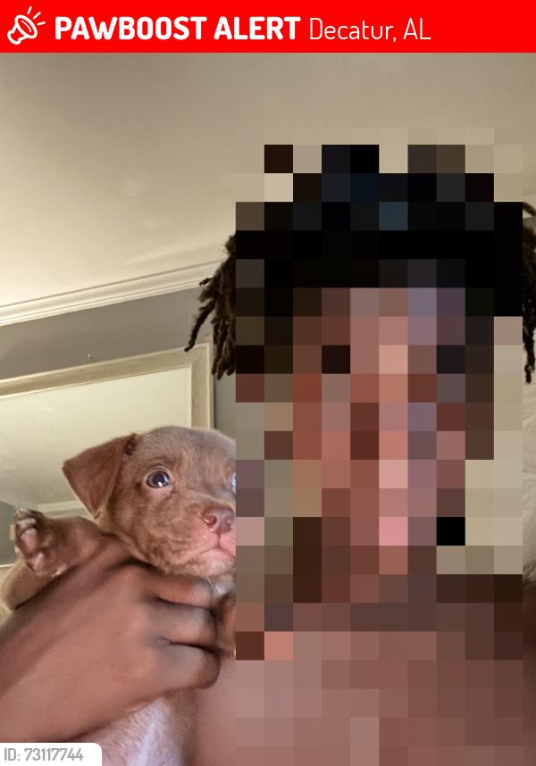 Lost Male Dog last seen Near 10th st sw, Decatur, AL 35601