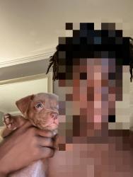 Lost Male Dog last seen Near 10th st sw, Decatur, AL 35601