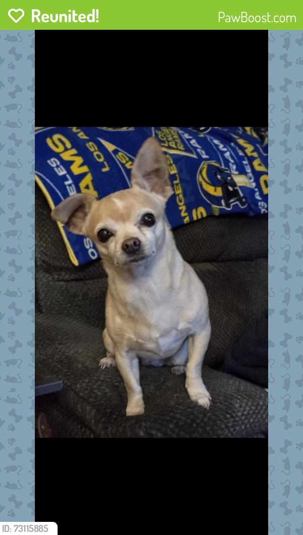 Reunited Female Dog last seen Green valley, warm springs, Henderson, NV 89014