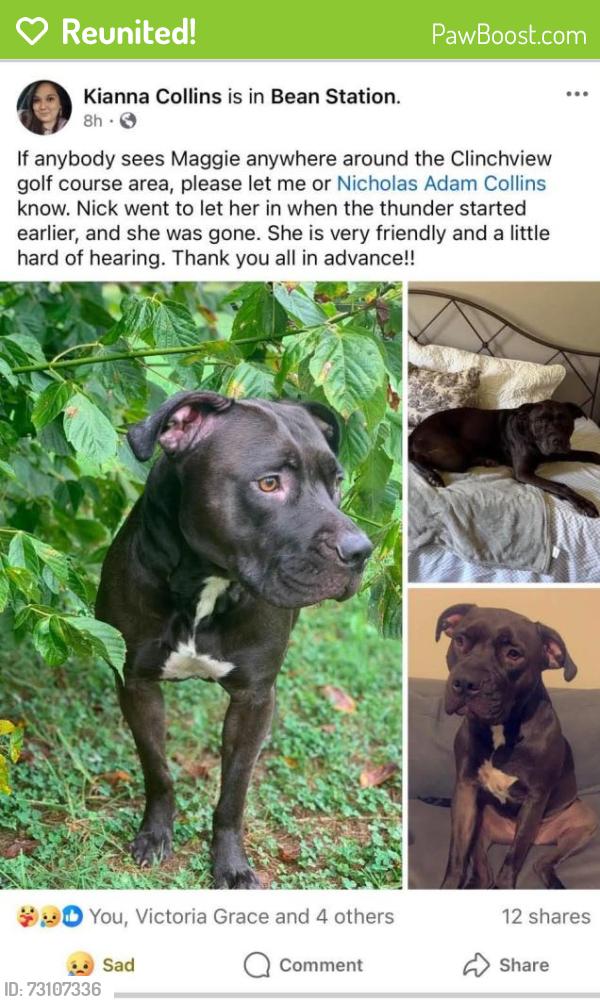 Reunited Female Dog last seen Broadway,11w,Holts IGA, Bean Station, TN 37708