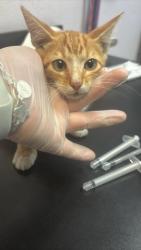 Shelter Stray Male Cat last seen Bexar County, 3353 Morningside Dr, New Braunfels, TX 78132, USA