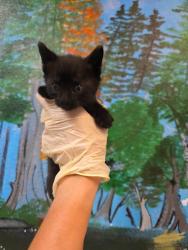 Shelter Stray Male Cat last seen Bexar County, 3353 Morningside Dr, New Braunfels, TX 78132, USA