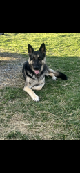 Lost Male Dog last seen None, Dublin, VA 24084