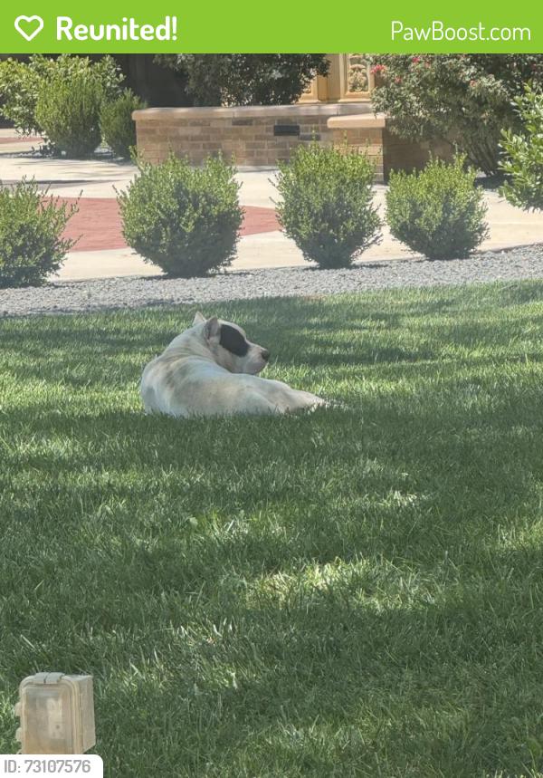 Reunited Unknown Dog last seen Texas Tech Campus by the Admin Bldg, Lubbock, TX 79409