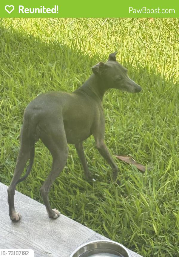 Reunited Female Dog last seen Near street 63rd ave, South Miami, FL 33143