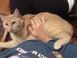 Lost Female Cat last seen Stallion Run and Bull Run, Pearl River, LA 70452