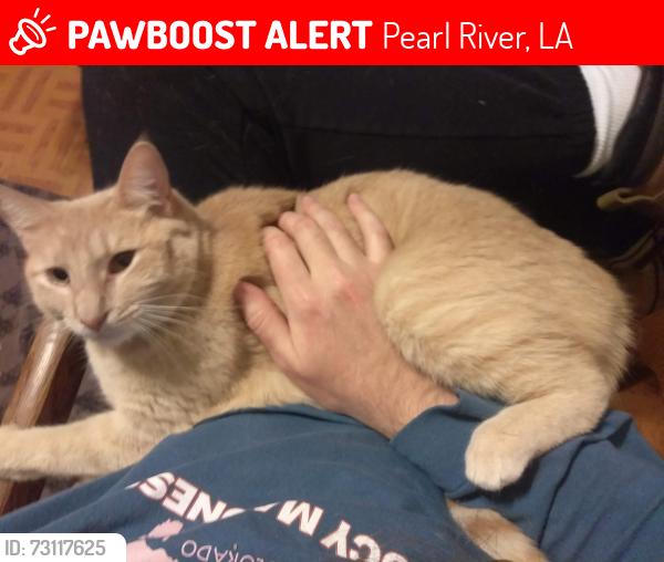 Lost Female Cat last seen Stallion Run and Bull Run, Pearl River, LA 70452