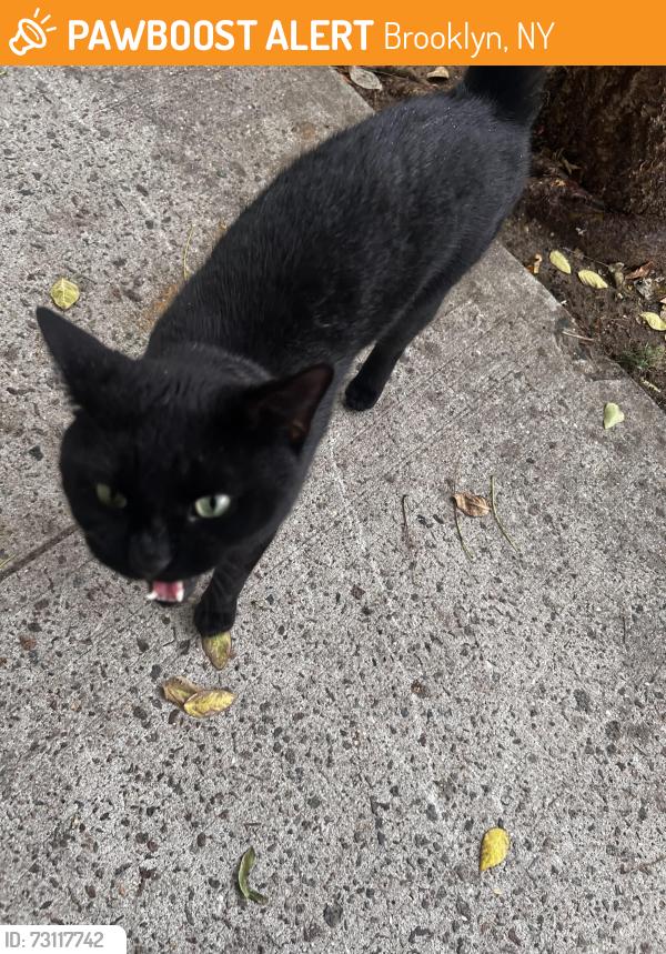 Found/Stray Male Cat last seen Crescent street & Wortman Avenue, Brooklyn, NY 11208