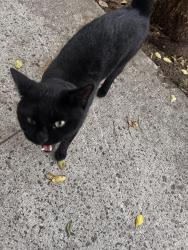 Found/Stray Male Cat last seen Crescent street & Wortman Avenue, Brooklyn, NY 11208