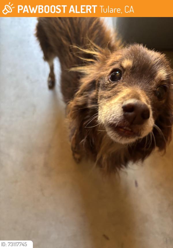 Found/Stray Male Dog last seen Near Gomez Court, Tulare, CA 93274