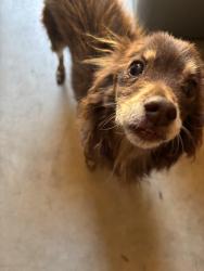Found/Stray Male Dog last seen Near Gomez Court, Tulare, CA 93274