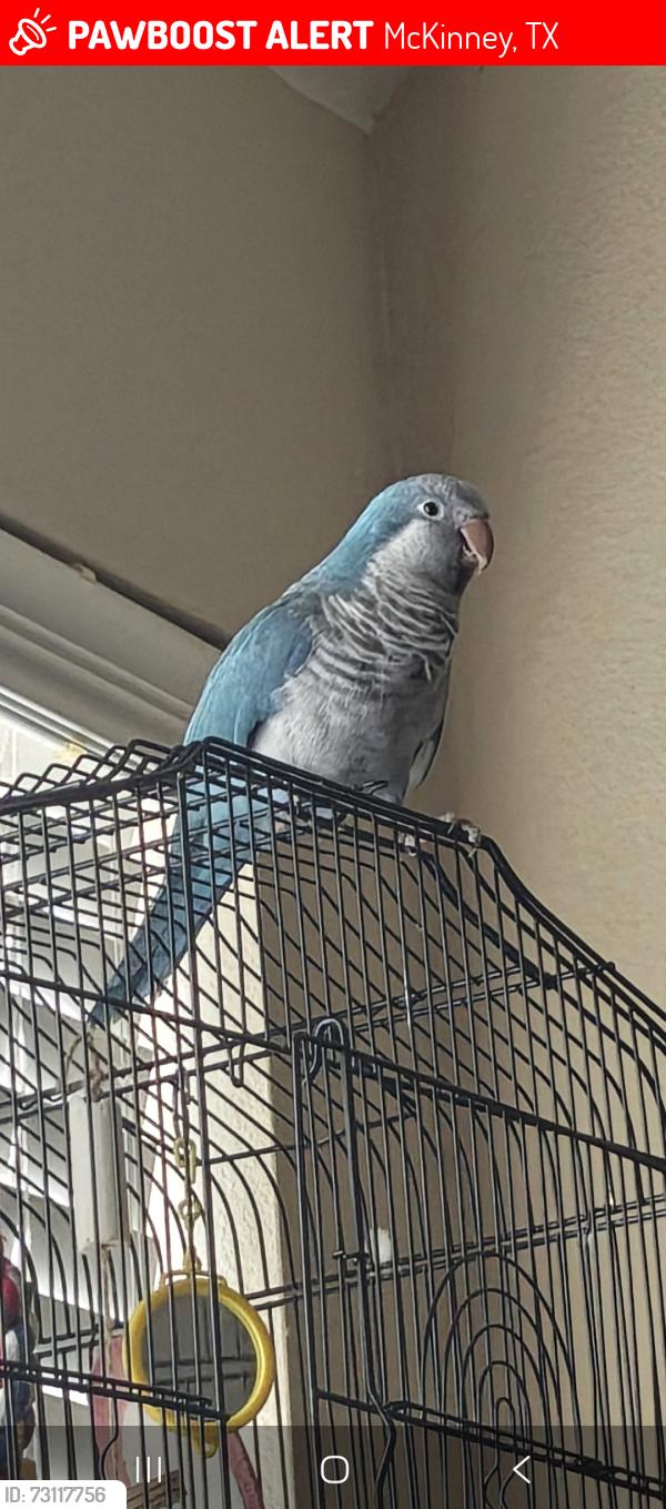 Lost Unknown Bird last seen Wilmeth lake forest, McKinney, TX 75071